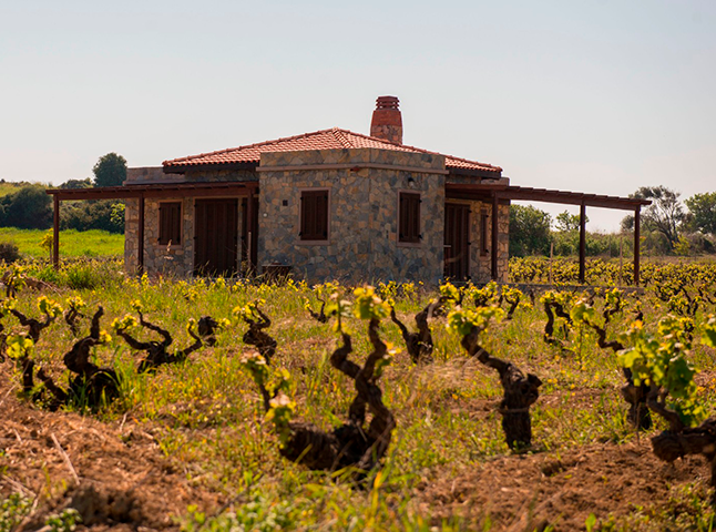 Tura Turizm | Vineyard Bozcaada